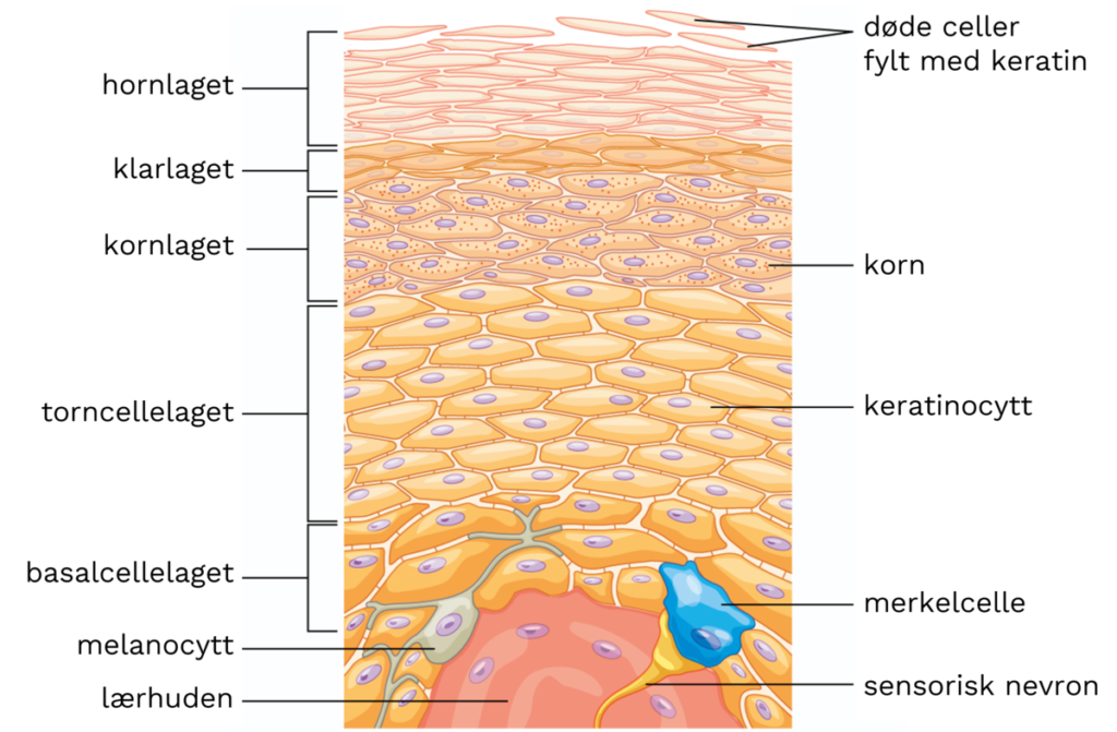 En enkel oversikt over epidermis.